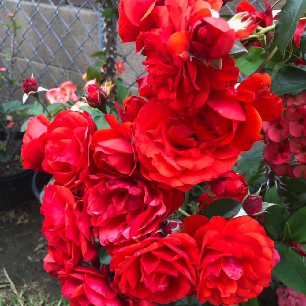 Meet your Posher, Alicia